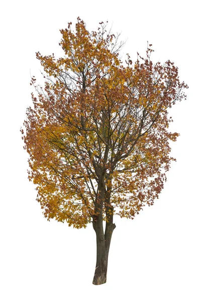 Arbre Isolé Sur Fond Blanc Seul Arbre Automne Isolé Sur — Photo