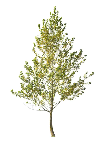 Δέντρο Απομονωμένο Λευκό Φόντο Μόνο Δέντρο Του Φθινοπώρου Απομονωμένο Λευκό — Φωτογραφία Αρχείου