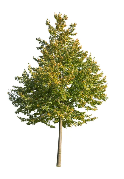 Boom Geïsoleerd Witte Achtergrond Enkele Herfstboom Geïsoleerd Witte Achtergrond Snijbomen — Stockfoto