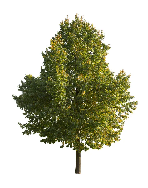 Boom Geïsoleerd Witte Achtergrond Enkele Herfstboom Geïsoleerd Witte Achtergrond Snijbomen — Stockfoto