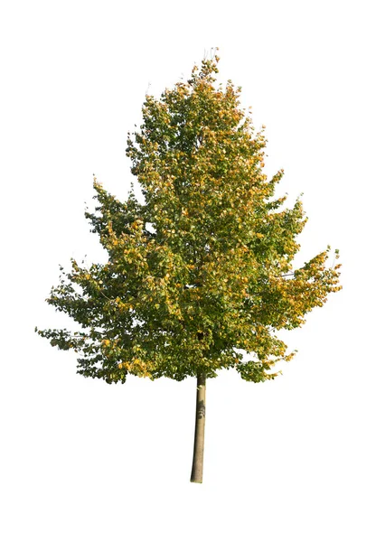 在白色背景上被隔离的树 独立于白色背景的单株秋天树 — 图库照片