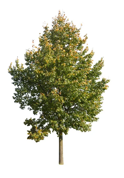 Boom Geïsoleerd Witte Achtergrond Enkele Herfstboom Geïsoleerd Witte Achtergrond Snijbomen — Stockfoto