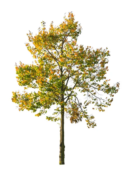 Árbol Aislado Sobre Fondo Blanco Único Árbol Otoño Aislado Sobre —  Fotos de Stock