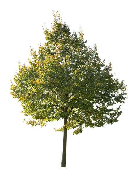 Дерево Ізольоване Білому Тлі Одне Осіннє Дерево Ізольоване Білому Тлі — стокове фото