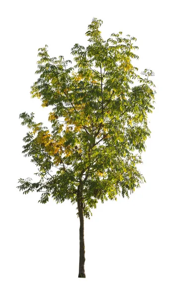 Boom Geïsoleerd Witte Achtergrond Enkele Herfstboom Geïsoleerd Witte Achtergrond Snijbomen — Stockfoto