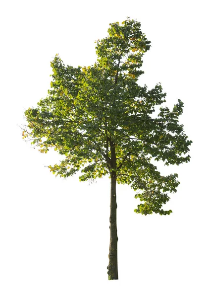 Boom Geïsoleerd Witte Achtergrond Enkele Herfstboom Geïsoleerd Witte Achtergrond Snijbomen — Stockfoto