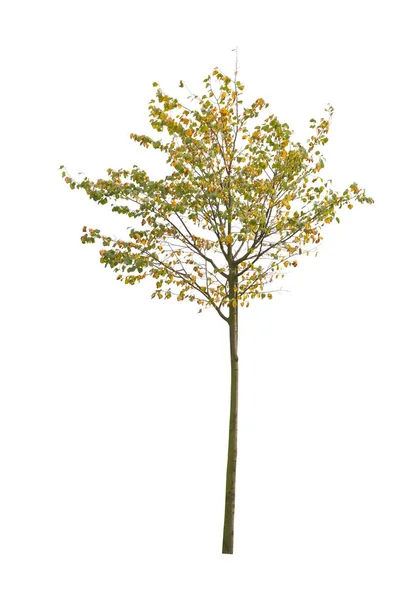 Boom Geïsoleerd Witte Achtergrond Enkele Herfstboom Geïsoleerd Witte Achtergrond Snijbomen — Stockfoto