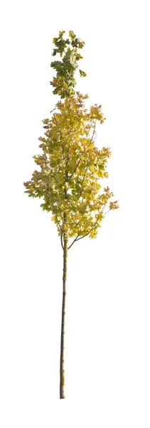 Boom Geïsoleerd Witte Achtergrond Enkele Herfstboom Geïsoleerd Witte Achtergrond Snijbomen — Stockfoto