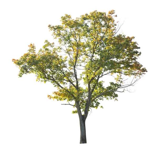 在白色背景上被隔离的树 独立于白色背景的单株秋天树 免版税图库图片