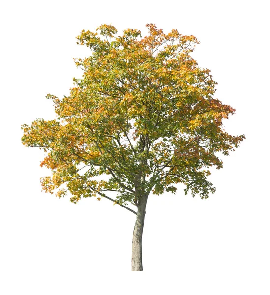 在白色背景上被隔离的树 独立于白色背景的单株秋天树 图库图片