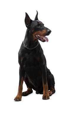 Köpek beyaz arka planda izole edilmiş. Yavru köpek beyaz arka planda izole edilmiş. Köpek, köpek, köpek, evcil hayvan. Şirin köpek ya da evcil hayvan oynuyor ve mutlu görünüyor. Hareket, hareket, hareket kavramı. Kes köpek..