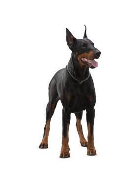 Köpek beyaz arka planda izole edilmiş. Yavru köpek beyaz arka planda izole edilmiş. Köpek, köpek, köpek, evcil hayvan. Şirin köpek ya da evcil hayvan oynuyor ve mutlu görünüyor. Hareket, hareket, hareket kavramı. Kes köpek..