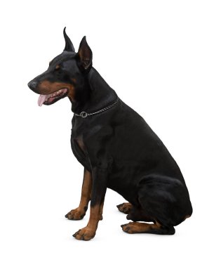 Köpek beyaz arka planda izole edilmiş. Yavru köpek beyaz arka planda izole edilmiş. Köpek, köpek, köpek, evcil hayvan. Şirin köpek ya da evcil hayvan oynuyor ve mutlu görünüyor. Hareket, hareket, hareket kavramı. Kes köpek..