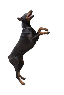 Köpek beyaz arka planda izole edilmiş. Yavru köpek beyaz arka planda izole edilmiş. Köpek, köpek, köpek, evcil hayvan. Şirin köpek ya da evcil hayvan oynuyor ve mutlu görünüyor. Hareket, hareket, hareket kavramı. Kes köpek..