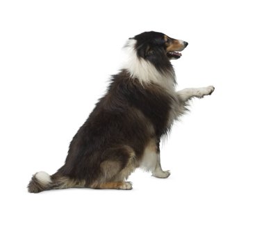 Köpek beyaz arka planda izole edilmiş. Yavru köpek beyaz arka planda izole edilmiş. Köpek, köpek, köpek, evcil hayvan. Şirin köpek ya da evcil hayvan oynuyor ve mutlu görünüyor. Hareket, hareket, hareket kavramı. Kes köpek..