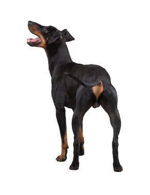 Köpek beyaz arka planda izole edilmiş. Yavru köpek beyaz arka planda izole edilmiş. Köpek, köpek, köpek, evcil hayvan. Şirin köpek ya da evcil hayvan oynuyor ve mutlu görünüyor. Hareket, hareket, hareket kavramı. Kes köpek..