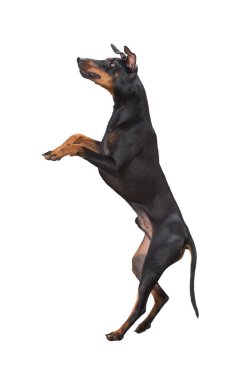 Köpek beyaz arka planda izole edilmiş. Yavru köpek beyaz arka planda izole edilmiş. Köpek, köpek, köpek, evcil hayvan. Şirin köpek ya da evcil hayvan oynuyor ve mutlu görünüyor. Hareket, hareket, hareket kavramı. Kes köpek..