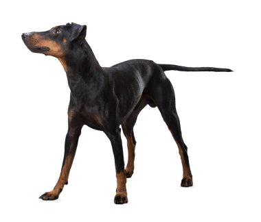 Köpek beyaz arka planda izole edilmiş. Yavru köpek beyaz arka planda izole edilmiş. Köpek, köpek, köpek, evcil hayvan. Şirin köpek ya da evcil hayvan oynuyor ve mutlu görünüyor. Hareket, hareket, hareket kavramı. Kes köpek..
