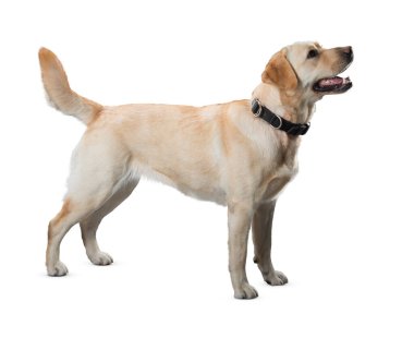 Köpek beyaz arka planda izole edilmiş. Yavru köpek beyaz arka planda izole edilmiş. Köpek, köpek, köpek, evcil hayvan. Şirin köpek ya da evcil hayvan oynuyor ve mutlu görünüyor. Hareket, hareket, hareket kavramı. Kes köpek..