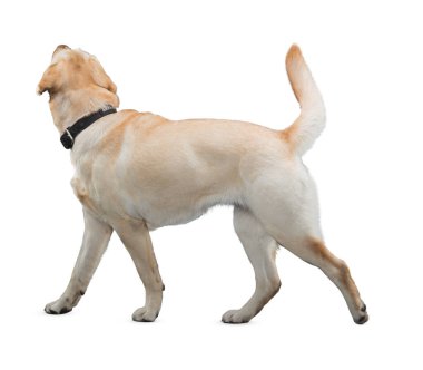 Köpek beyaz arka planda izole edilmiş. Yavru köpek beyaz arka planda izole edilmiş. Köpek, köpek, köpek, evcil hayvan. Şirin köpek ya da evcil hayvan oynuyor ve mutlu görünüyor. Hareket, hareket, hareket kavramı. Kes köpek..