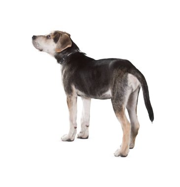 Köpek beyaz arka planda izole edilmiş. Yavru köpek beyaz arka planda izole edilmiş. Köpek, köpek, köpek, evcil hayvan. Şirin köpek ya da evcil hayvan oynuyor ve mutlu görünüyor. Hareket, hareket, hareket kavramı. Kes köpek..