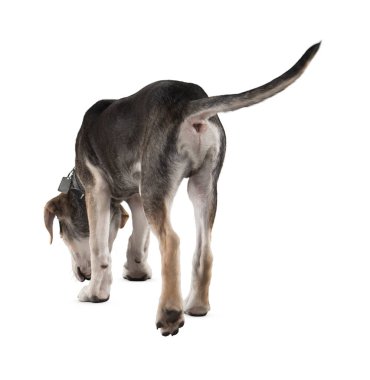 Köpek beyaz arka planda izole edilmiş. Yavru köpek beyaz arka planda izole edilmiş. Köpek, köpek, köpek, evcil hayvan. Şirin köpek ya da evcil hayvan oynuyor ve mutlu görünüyor. Hareket, hareket, hareket kavramı. Kes köpek..
