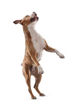 Köpek beyaz arka planda izole edilmiş. Yavru köpek beyaz arka planda izole edilmiş. Köpek, köpek, köpek, evcil hayvan. Şirin köpek ya da evcil hayvan oynuyor ve mutlu görünüyor. Hareket, hareket, hareket kavramı. Kes köpek..