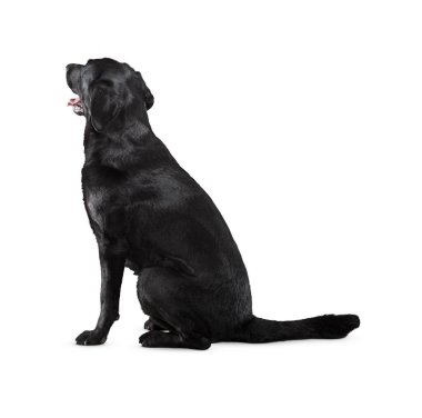 Köpek beyaz arka planda izole edilmiş. Yavru köpek beyaz arka planda izole edilmiş. Köpek, köpek, köpek, evcil hayvan. Şirin köpek ya da evcil hayvan oynuyor ve mutlu görünüyor. Hareket, hareket, hareket kavramı. Kes köpek..