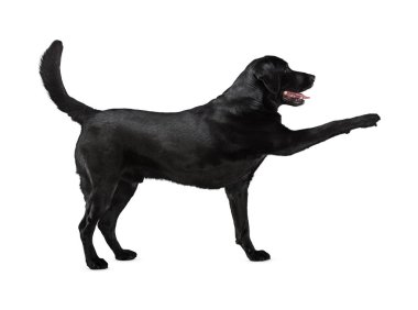 Köpek beyaz arka planda izole edilmiş. Yavru köpek beyaz arka planda izole edilmiş. Köpek, köpek, köpek, evcil hayvan. Şirin köpek ya da evcil hayvan oynuyor ve mutlu görünüyor. Hareket, hareket, hareket kavramı. Kes köpek..