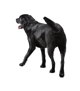 Köpek beyaz arka planda izole edilmiş. Yavru köpek beyaz arka planda izole edilmiş. Köpek, köpek, köpek, evcil hayvan. Şirin köpek ya da evcil hayvan oynuyor ve mutlu görünüyor. Hareket, hareket, hareket kavramı. Kes köpek..