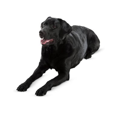Köpek beyaz arka planda izole edilmiş. Yavru köpek beyaz arka planda izole edilmiş. Köpek, köpek, köpek, evcil hayvan. Şirin köpek ya da evcil hayvan oynuyor ve mutlu görünüyor. Hareket, hareket, hareket kavramı. Kes köpek..