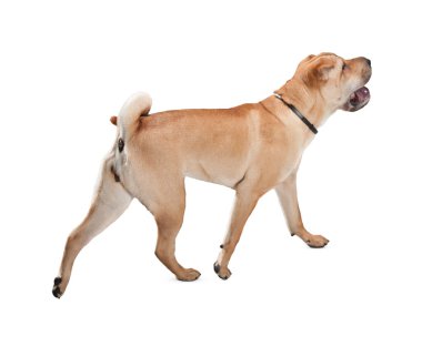 Köpek beyaz arka planda izole edilmiş. Yavru köpek beyaz arka planda izole edilmiş. Köpek, köpek, köpek, evcil hayvan. Şirin köpek ya da evcil hayvan oynuyor ve mutlu görünüyor. Hareket, hareket, hareket kavramı. Kes köpek..