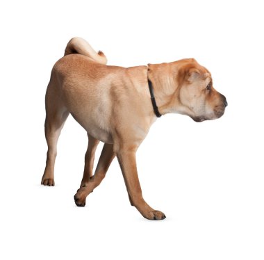 Köpek beyaz arka planda izole edilmiş. Yavru köpek beyaz arka planda izole edilmiş. Köpek, köpek, köpek, evcil hayvan. Şirin köpek ya da evcil hayvan oynuyor ve mutlu görünüyor. Hareket, hareket, hareket kavramı. Kes köpek..