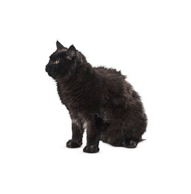 Kedi beyaz arka planda izole edilmiş. Beyaz arka planda uzun, komik bir kedi yavrusu. Sevimli ve sevimli. Keskin kedi. Evcil hayvanlar. Kedicik, kedicik, Tabby. Kedinin yakın plan portresi. Güzel kedi yalnız..