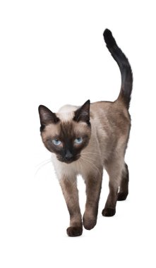 Kedi beyaz arka planda izole edilmiş. Beyaz arka planda uzun, komik bir kedi yavrusu. Sevimli ve sevimli. Keskin kedi. Evcil hayvanlar. Kedicik, kedicik, Tabby. Kedinin yakın plan portresi. Güzel kedi yalnız..