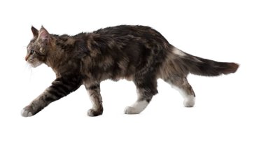 Kedi beyaz arka planda izole edilmiş. Beyaz arka planda uzun, komik bir kedi yavrusu. Sevimli ve sevimli. Keskin kedi. Evcil hayvanlar. Kedicik, kedicik, Tabby. Kedinin yakın plan portresi. Güzel kedi yalnız..