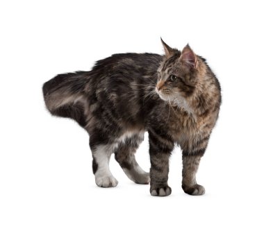 Kedi beyaz arka planda izole edilmiş. Beyaz arka planda uzun, komik bir kedi yavrusu. Sevimli ve sevimli. Keskin kedi. Evcil hayvanlar. Kedicik, kedicik, Tabby. Kedinin yakın plan portresi. Güzel kedi yalnız..