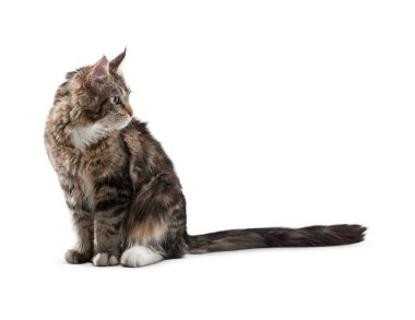 Kedi beyaz arka planda izole edilmiş. Beyaz arka planda uzun, komik bir kedi yavrusu. Sevimli ve sevimli. Keskin kedi. Evcil hayvanlar. Kedicik, kedicik, Tabby. Kedinin yakın plan portresi. Güzel kedi yalnız..