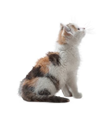 Kedi beyaz arka planda izole edilmiş. Beyaz arka planda uzun, komik bir kedi yavrusu. Sevimli ve sevimli. Keskin kedi. Evcil hayvanlar. Kedicik, kedicik, Tabby. Kedinin yakın plan portresi. Güzel kedi yalnız..