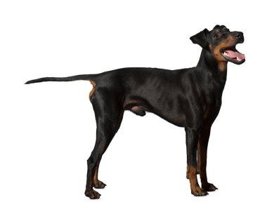 Köpek beyaz arka planda izole edilmiş. Yavru köpek beyaz arka planda izole edilmiş. Köpek, köpek, köpek, evcil hayvan. Şirin köpek ya da evcil hayvan oynuyor ve mutlu görünüyor. Hareket, hareket, hareket kavramı. Kes köpek..