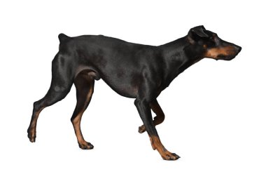 Köpek beyaz arka planda izole edilmiş. Yavru köpek beyaz arka planda izole edilmiş. Köpek, köpek, köpek, evcil hayvan. Şirin köpek ya da evcil hayvan oynuyor ve mutlu görünüyor. Hareket, hareket, hareket kavramı. Kes köpek..