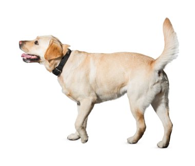 Köpek beyaz arka planda izole edilmiş. Yavru köpek beyaz arka planda izole edilmiş. Köpek, köpek, köpek, evcil hayvan. Şirin köpek ya da evcil hayvan oynuyor ve mutlu görünüyor. Hareket, hareket, hareket kavramı. Kes köpek..