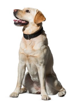 Köpek beyaz arka planda izole edilmiş. Yavru köpek beyaz arka planda izole edilmiş. Köpek, köpek, köpek, evcil hayvan. Şirin köpek ya da evcil hayvan oynuyor ve mutlu görünüyor. Hareket, hareket, hareket kavramı. Kes köpek..