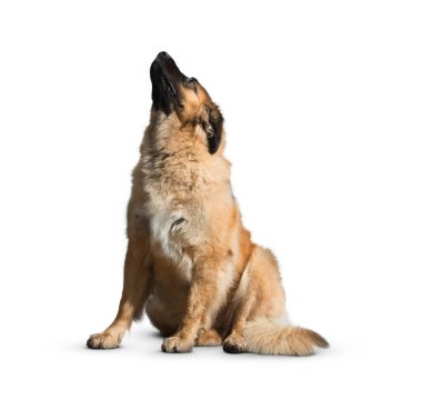 Köpek beyaz arka planda izole edilmiş. Yavru köpek beyaz arka planda izole edilmiş. Köpek, köpek, köpek, evcil hayvan. Şirin köpek ya da evcil hayvan oynuyor ve mutlu görünüyor. Hareket, hareket, hareket kavramı. Kes köpek..