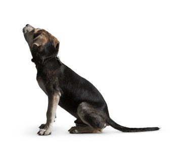 Köpek beyaz arka planda izole edilmiş. Yavru köpek beyaz arka planda izole edilmiş. Köpek, köpek, köpek, evcil hayvan. Şirin köpek ya da evcil hayvan oynuyor ve mutlu görünüyor. Hareket, hareket, hareket kavramı. Kes köpek..