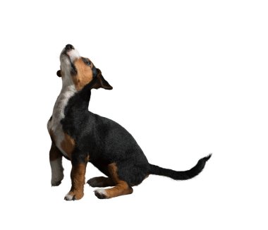 Köpek beyaz arka planda izole edilmiş. Yavru köpek beyaz arka planda izole edilmiş. Köpek, köpek, köpek, evcil hayvan. Şirin köpek ya da evcil hayvan oynuyor ve mutlu görünüyor. Hareket, hareket, hareket kavramı. Kes köpek..