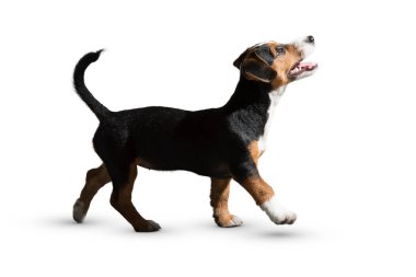 Köpek beyaz arka planda izole edilmiş. Yavru köpek beyaz arka planda izole edilmiş. Köpek, köpek, köpek, evcil hayvan. Şirin köpek ya da evcil hayvan oynuyor ve mutlu görünüyor. Hareket, hareket, hareket kavramı. Kes köpek..