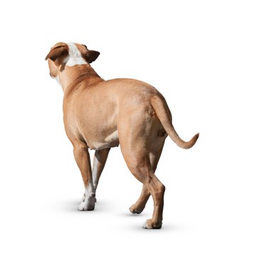 Köpek beyaz arka planda izole edilmiş. Yavru köpek beyaz arka planda izole edilmiş. Köpek, köpek, köpek, evcil hayvan. Şirin köpek ya da evcil hayvan oynuyor ve mutlu görünüyor. Hareket, hareket, hareket kavramı. Kes köpek..