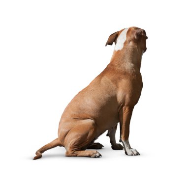 Köpek beyaz arka planda izole edilmiş. Yavru köpek beyaz arka planda izole edilmiş. Köpek, köpek, köpek, evcil hayvan. Şirin köpek ya da evcil hayvan oynuyor ve mutlu görünüyor. Hareket, hareket, hareket kavramı. Kes köpek..