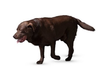 Köpek beyaz arka planda izole edilmiş. Yavru köpek beyaz arka planda izole edilmiş. Köpek, köpek, köpek, evcil hayvan. Şirin köpek ya da evcil hayvan oynuyor ve mutlu görünüyor. Hareket, hareket, hareket kavramı. Kes köpek..